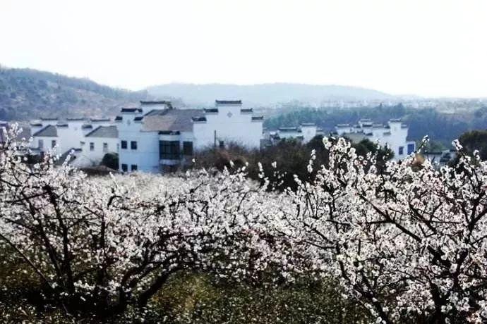 吃水果的蛇